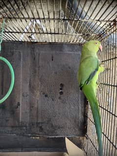 Green ringneck