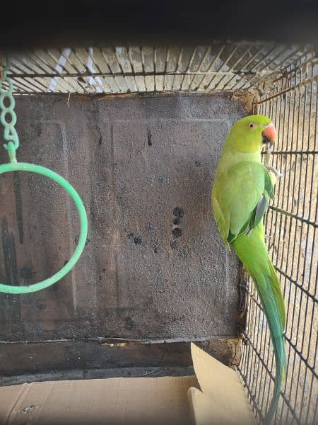 Green ringneck 1