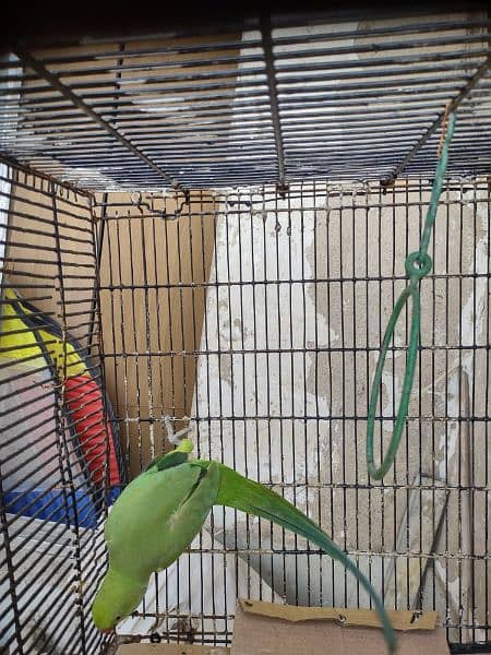 Green ringneck 2