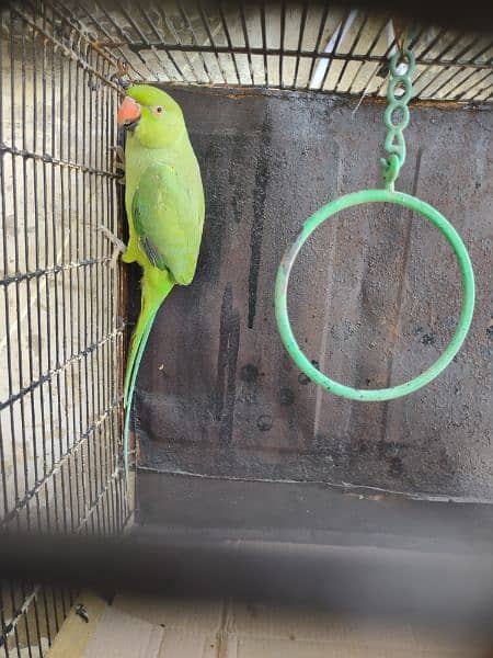 Green ringneck 3