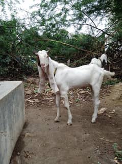 Goat for sale