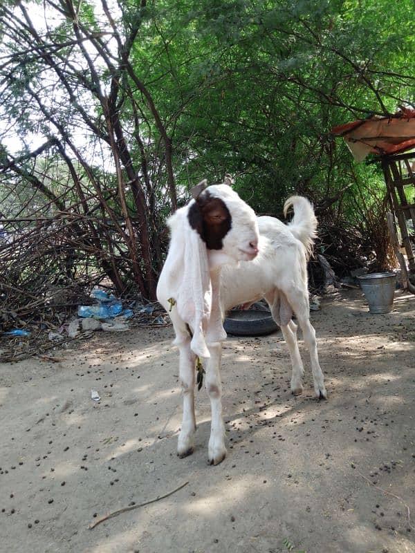 Goat for sale 3