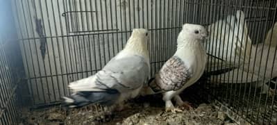 sentient breeder pair available for sale 3500 pair