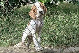 English pointer quality male pup