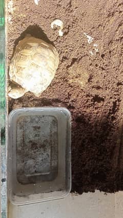 African Spurred Sulcata 0