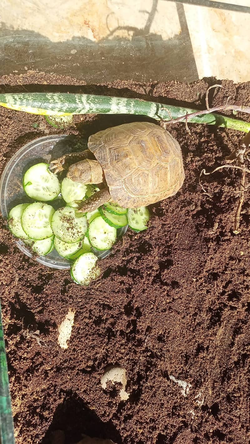 African Spurred Sulcata 2