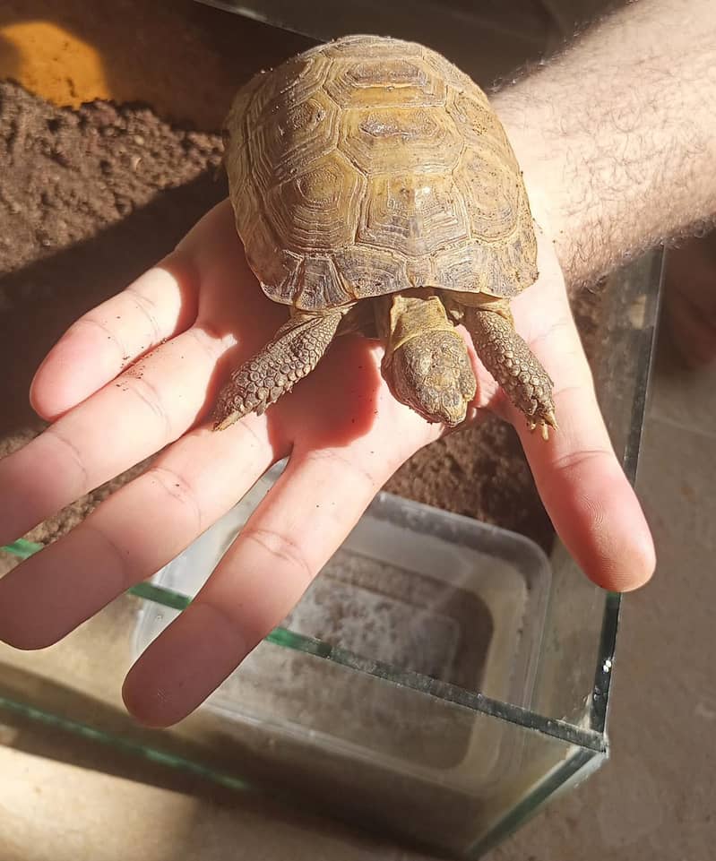 African Spurred Sulcata 4