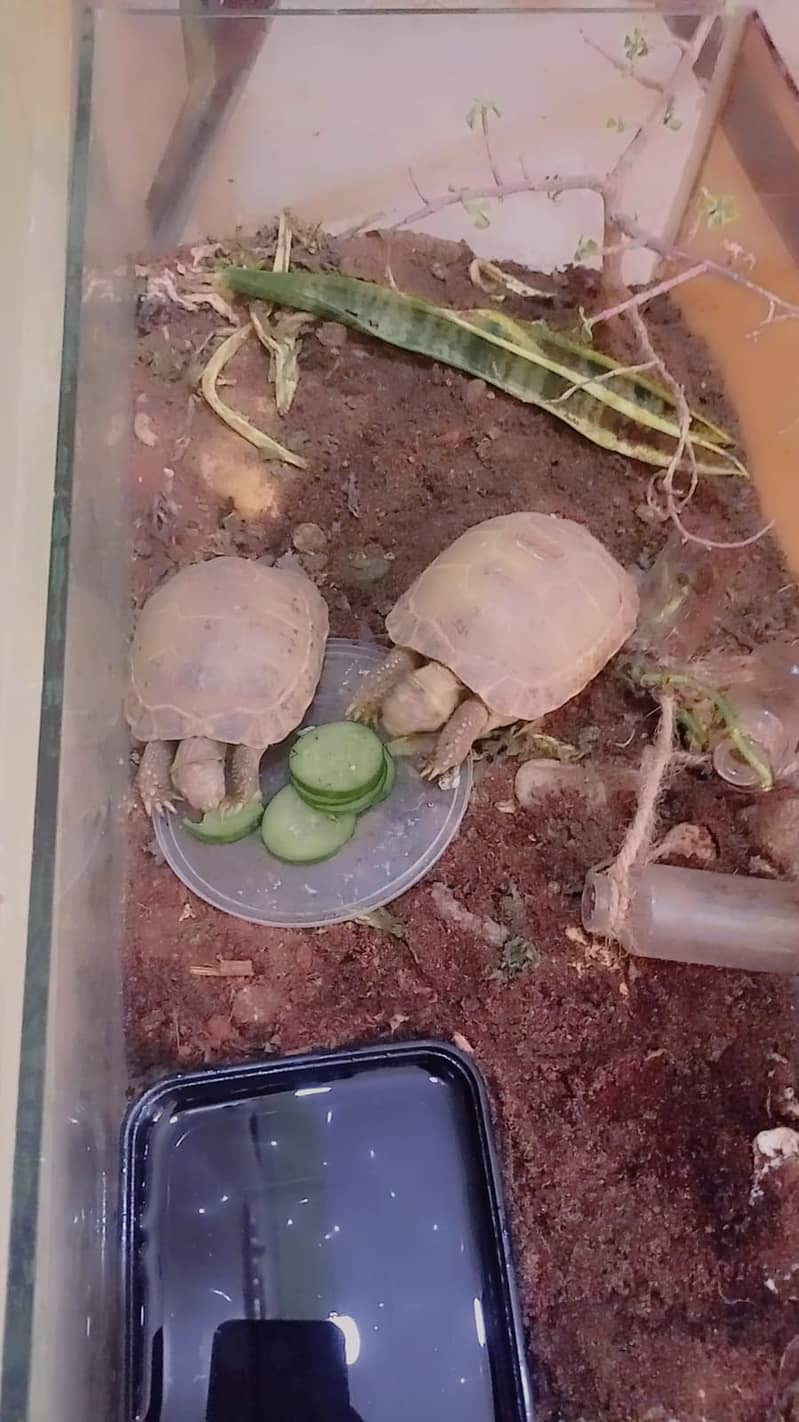 African Spurred Sulcata 5