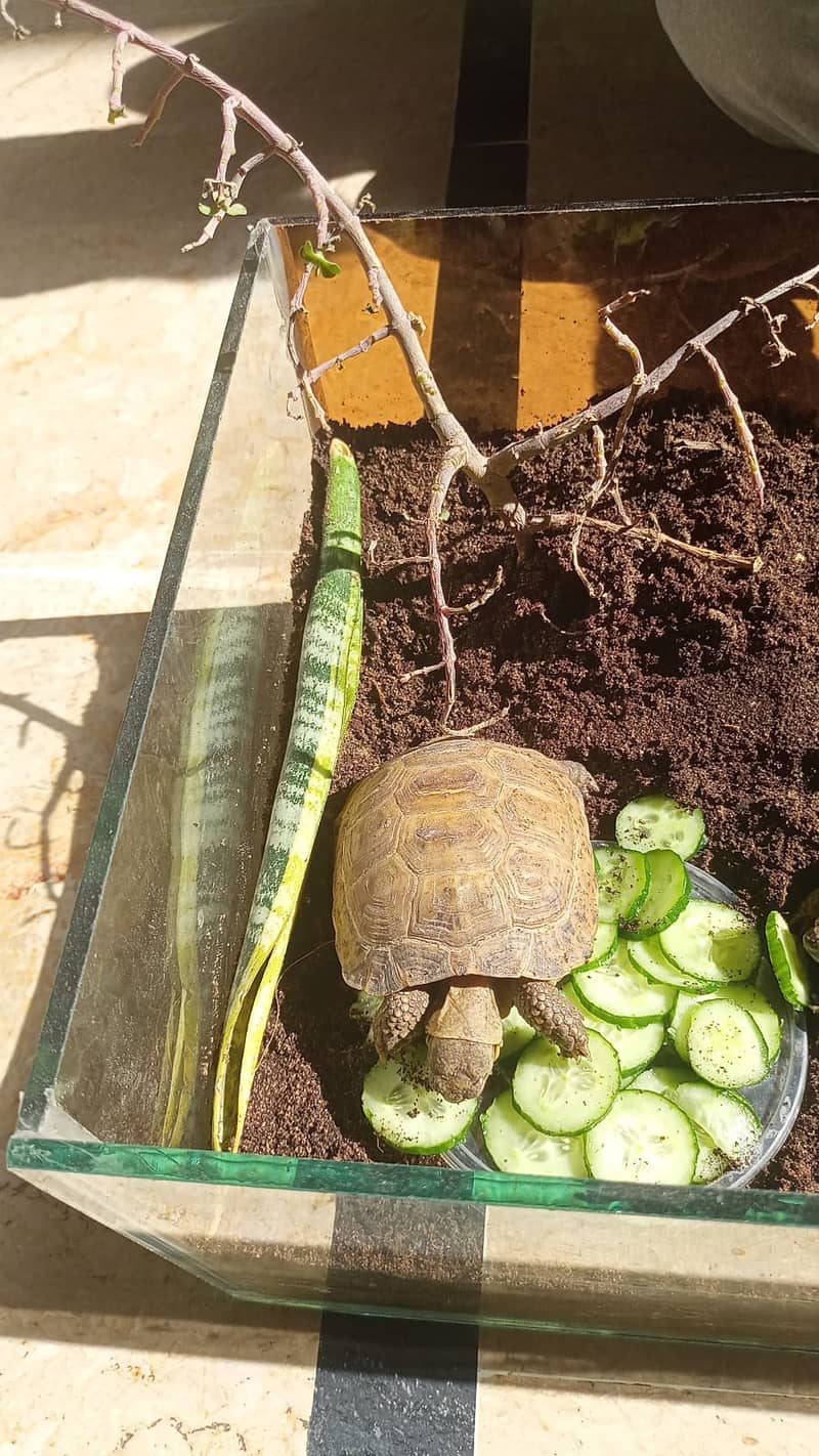 African Spurred Sulcata 6