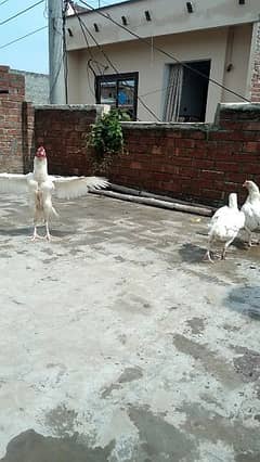 Heera Aseel Chicks