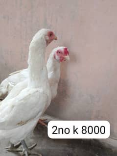 hera murgi 4000 ki