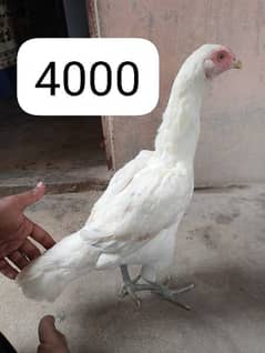 hera murgi 4000 ki