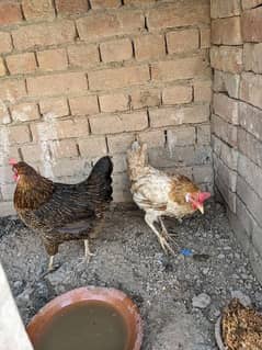 Egg laying 2 Hens