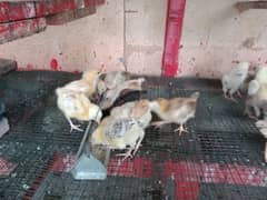 Golden Misri Chicks (0323-6612330)