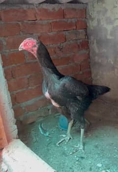 pure german shamo ring bird parents very high quality ready to breed