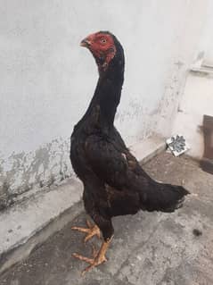 pure german shamo ring bird parents very high quality ready to breed