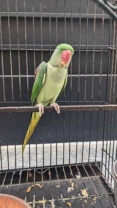 Green female Hand Taimed raw parrot