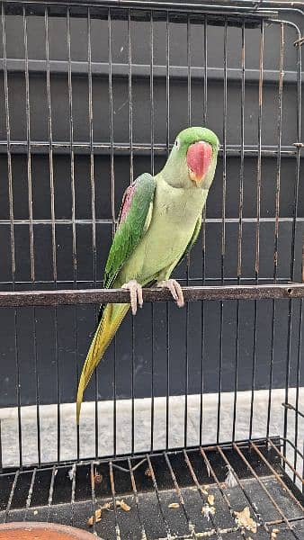 Green female Hand Taimed raw parrot 1