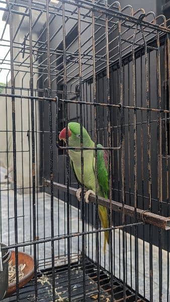 Green female Hand Taimed raw parrot 2