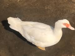 duck pair for sale