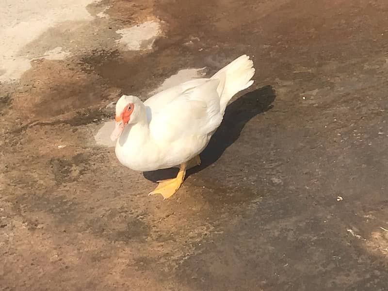 duck pair for sale 1