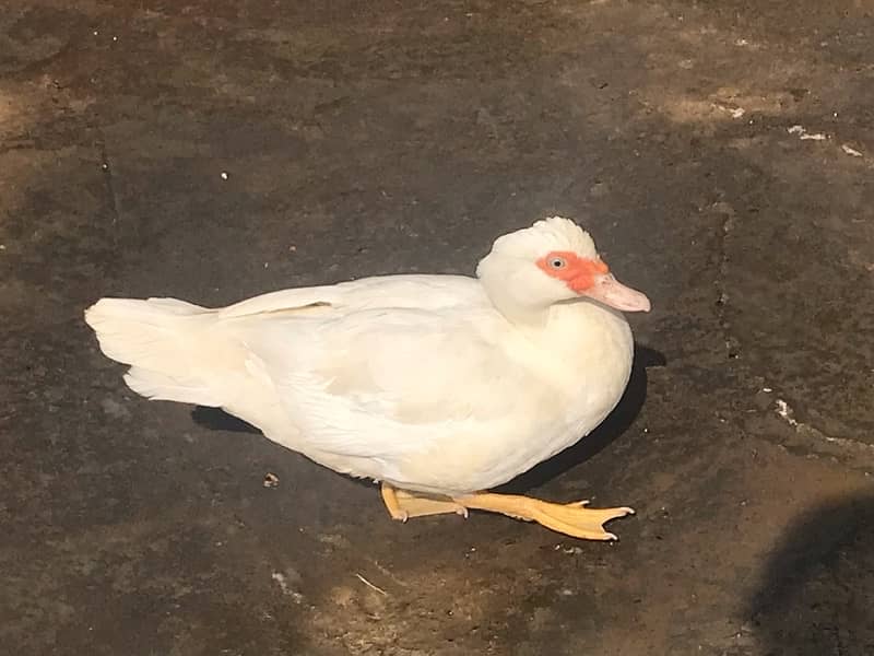 duck pair for sale 2