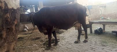 JURSEY CROSS COW FOR SALE 03027779437