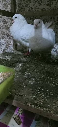 king pigeon pair