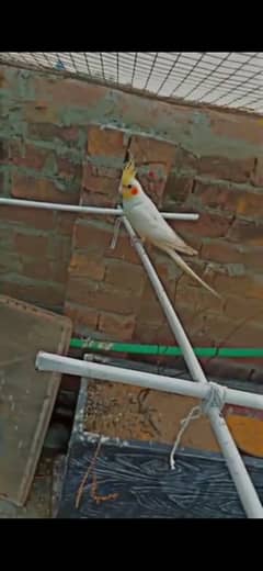 Common White Cockatiels Breeder Pair