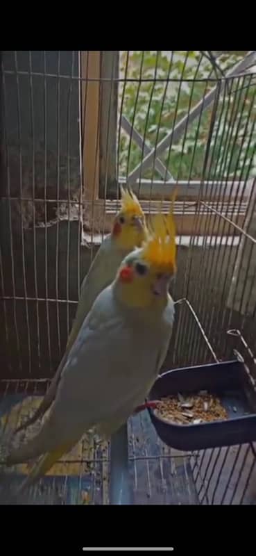 Common White Cockatiels Breeder Pair 1