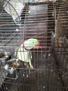 raw perrot for sell