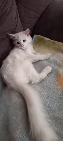 Persian kitten 4 months old pure white color 0