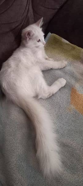 Persian kitten 4 months old pure white color 1