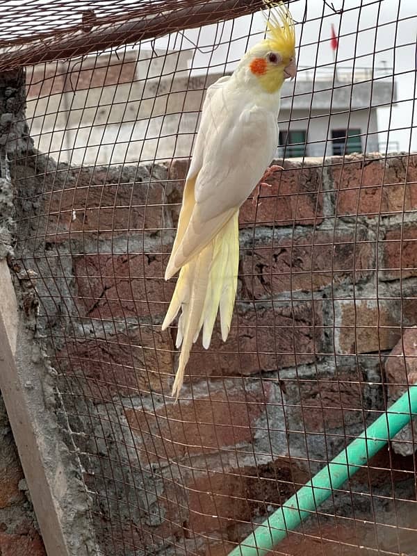 Common White Cockatiels Breeder Pair 2