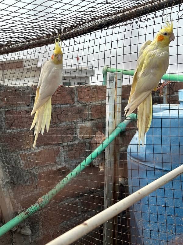 Common White Cockatiels Breeder Pair 3