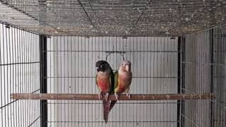 red factor conure looking for new shelter breader pair 03315002076