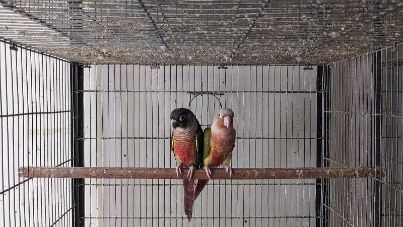 red factor conure looking for new shelter breader pair 03315002076 0