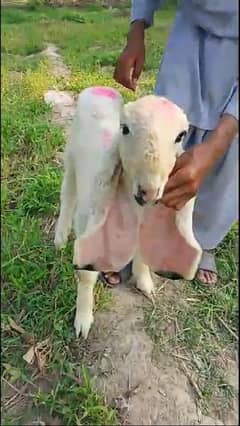 kajla bacha for Sale in Layyah