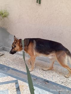 German shepherd Dog for sale/exchange possible