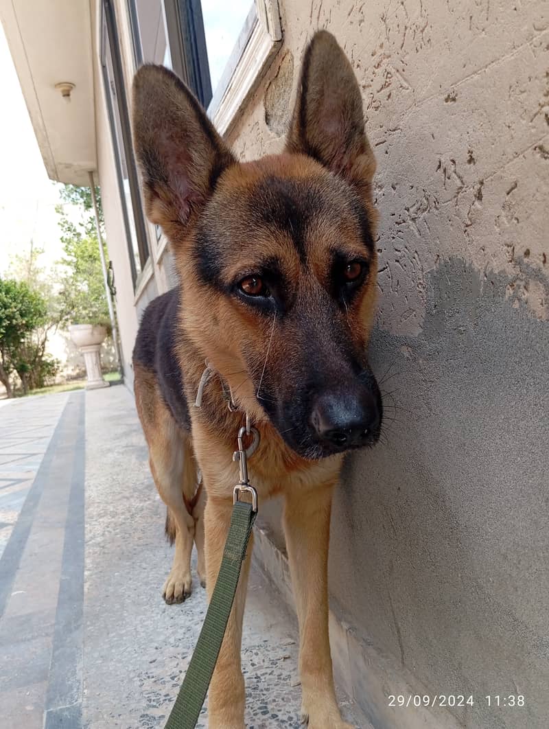 German shepherd Dog for sale/exchange possible 1