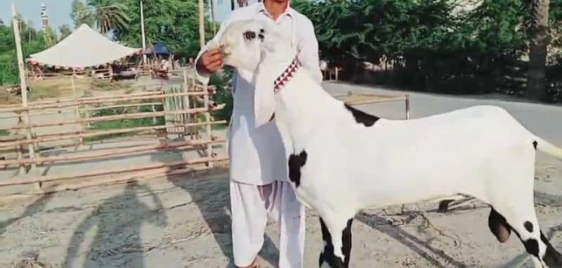 Desi Bakra Urgent For Sale Call "*03134935016 2