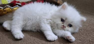 Pure Persian Triple Coated kitten