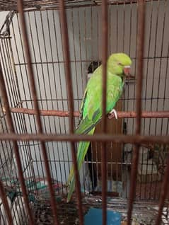 Female Green Parrot