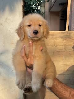 American golden retriever pedigree puppies