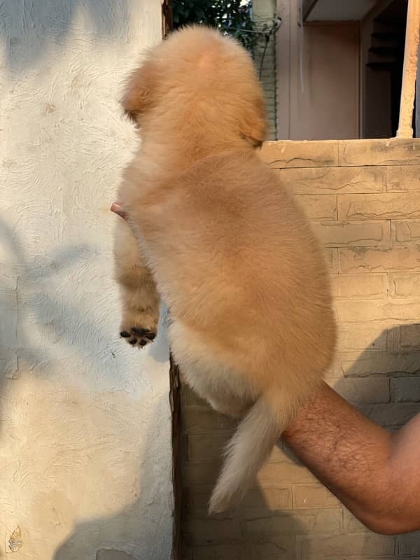 American golden retriever pedigree puppies 1