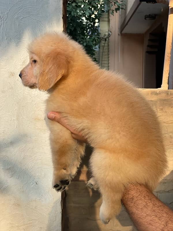 American golden retriever pedigree puppies 2