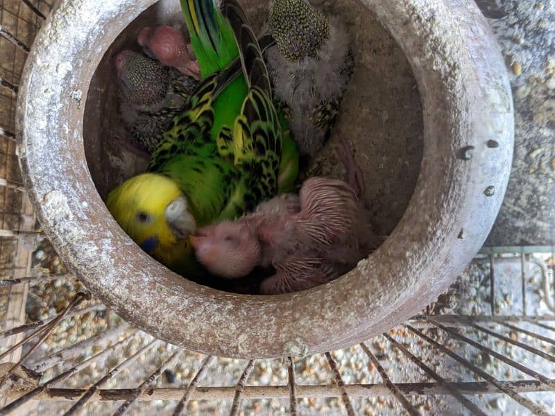 Australian parrots 3