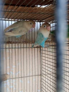 love bird (sable,fisher,lutino) breeder pair for sale with eggs 0