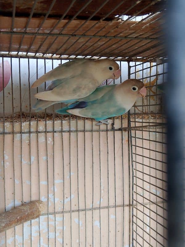 love bird (sable,fisher,lutino) breeder pair for sale with eggs 1