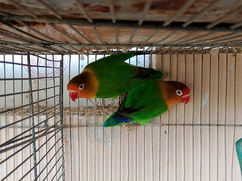 love bird (sable,fisher,lutino) breeder pair for sale with eggs 3